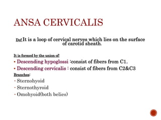 ANSA CERVICALIS
Def It is a loop of cervical nerves which lies on the surface
of carotid sheath.
It is formed by the union of:
 Descending hypoglossi :consist of fibers from C1.
 Descending cervicalis : consist of fibers from C2&C3
Branches:
• Sternohyoid
• Sternothyroid
• Omohyoid(both belies)
 