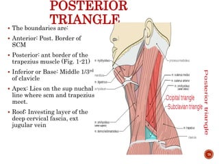 POSTERIOR
TRIANGLE The boundaries are:
 Anterior: Post. Border of
SCM
 Posterior: ant border of the
trapezius muscle (Fig. 1-21)
 Inferior or Base: Middle 1/3rd
of clavicle
 Apex: Lies on the sup nuchal
line where scm and trapezius
meet.
 Roof: Investing layer of the
deep cervical fascia, ext
jugular vein
78
 