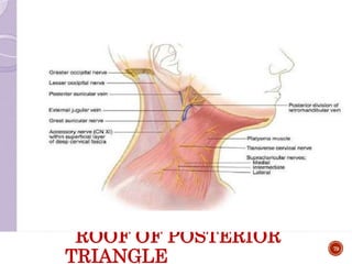 ROOF OF POSTERIOR
TRIANGLE
79
 