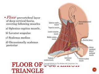 FLOOR OF POSTERIOR
TRIANGLE
Floor: prevertebral layer
of deep cervical fascia,
covering following muscles
a) Splenius capitus muscle,
b) Levator scapulae
c) Scalenus medius
d) Occassionally scalenus
posterior
80
 