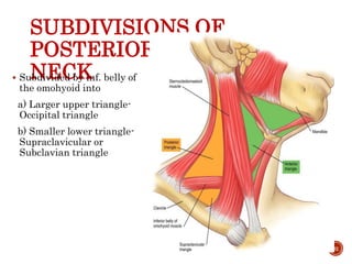 SUBDIVISIONS OF
POSTERIOR TRIANGLE OF
NECK Subdivided by inf. belly of
the omohyoid into
a) Larger upper triangle-
Occipital triangle
b) Smaller lower triangle-
Supraclavicular or
Subclavian triangle
81
 