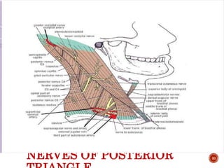 NERVES OF POSTERIOR 83
 