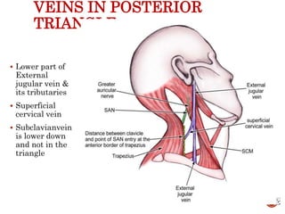 VEINS IN POSTERIOR
TRIANGLE
 Lower part of
External
jugular vein &
its tributaries
 Superficial
cervical vein
 Subclavianvein
is lower down
and not in the
triangle
85
 