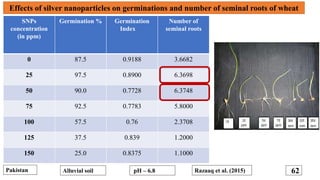 Pakistan Razaaq et al. (2015) 62
Effects of silver nanoparticles on germinations and number of seminal roots of wheat
SNPs...