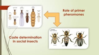 INSECT PHYSIOLOGY NUTRITION PRESENTATIO | PPTX