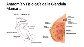 Anatomía y Fisiología de la Glándula
Mamaria
 