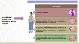 Estadios de la
producción y
eyección de la leche
materna
 