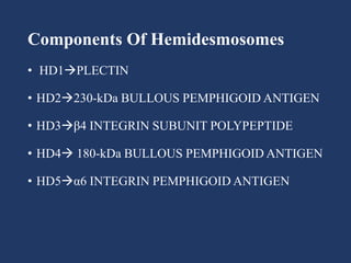 Components Of Hemidesmosomes
• HD1PLECTIN
• HD2230-kDa BULLOUS PEMPHIGOID ANTIGEN
• HD3β4 INTEGRIN SUBUNIT POLYPEPTIDE
• HD4 180-kDa BULLOUS PEMPHIGOID ANTIGEN
• HD5α6 INTEGRIN PEMPHIGOID ANTIGEN
 