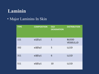 Laminin
• Major Laminins In Skin
TYPE COMPOSITION OLD
DESIGNATION
DISTRIBUTION
111 α1β1γ1 1 BLOOD
VESSELS,LD
332 α3β3γ2 5 LL/LD
311 α3β1γ1 6 LL/LD
511 α5β1γ1 10 LL/LD
 
