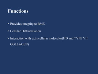 Functions
• Provides integrity to BMZ
• Cellular Differentiation
• Interaction with extracellular molecules(HD and TYPE VII
COLLAGEN)
 