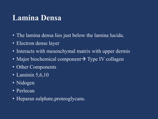 Lamina Densa
• The lamina densa lies just below the lamina lucida.
• Electron dense layer
• Interacts with mesenchymal matrix with upper dermis
• Major biochemical component Type IV collagen
• Other Components
• Laminin 5,6,10
• Nidogen
• Perlecan
• Heparan sulphate,proteoglycans.
 