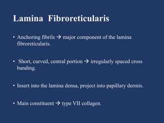 Lamina Fibroreticularis
• Anchoring fibrils  major component of the lamina
fibroreticularis.
• Short, curved, central portion  irregularly spaced cross
banding.
• Insert into the lamina densa, project into papillary dermis.
• Main constituent  type VII collagen.
 
