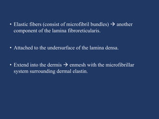 • Elastic fibers (consist of microfibril bundles)  another
component of the lamina fibroreticularis.
• Attached to the undersurface of the lamina densa.
• Extend into the dermis  enmesh with the microfibrillar
system surrounding dermal elastin.
 