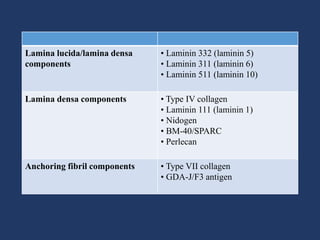 Lamina lucida/lamina densa
components
• Laminin 332 (laminin 5)
• Laminin 311 (laminin 6)
• Laminin 511 (laminin 10)
Lamina densa components • Type IV collagen
• Laminin 111 (laminin 1)
• Nidogen
• BM‐40/SPARC
• Perlecan
Anchoring fibril components • Type VII collagen
• GDA‐J/F3 antigen
 