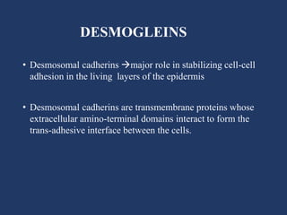 DESMOGLEINS
• Desmosomal cadherins major role in stabilizing cell-cell
adhesion in the living layers of the epidermis
• Desmosomal cadherins are transmembrane proteins whose
extracellular amino-terminal domains interact to form the
trans-adhesive interface between the cells.
 