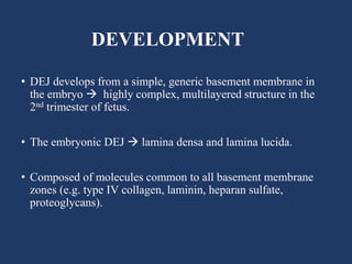 DEVELOPMENT
• DEJ develops from a simple, generic basement membrane in
the embryo  highly complex, multilayered structure in the
2nd trimester of fetus.
• The embryonic DEJ  lamina densa and lamina lucida.
• Composed of molecules common to all basement membrane
zones (e.g. type IV collagen, laminin, heparan sulfate,
proteoglycans).
 