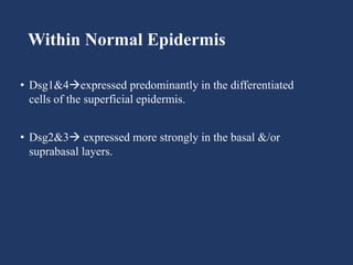 Within Normal Epidermis
• Dsg1&4expressed predominantly in the differentiated
cells of the superficial epidermis.
• Dsg2&3 expressed more strongly in the basal &/or
suprabasal layers.
 