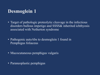Desmoglein 1
• Target of pathologic proteolytic cleavage in the infectious
disorders bullous impetigo and SSSS& inherited ichthyosis
associated with Netherton syndrome
• Pathogenic autoAbs to desmoglein 1 found in
Pemphigus foliaceus
• Mucocutaneous pemphigus vulgaris
• Paraneoplastic pemphigus
 