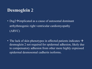 Desmoglein 2
• Dsg2implicated as a cause of autosomal dominant
arrhythmogenic right ventricular cardiomyopathy
(ARVC)
• The lack of skin phenotypes in affected patients indicates 
desmoglein 2 not required for epidermal adhesion, likely due
to compensatory adhesion from other more highly expressed
epidermal desmosomal cadherin isoforms.
 