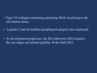 • Type VII collagen-containing anchoring fibrils localizing to the
sub-lamina densa.
• Laminin 5 and the bullous pemphigoid antigens also expressed.
• As development progresses, the flat embryonic DEJ acquires
the rete ridges and dermal papillae  the adult DEJ.
 