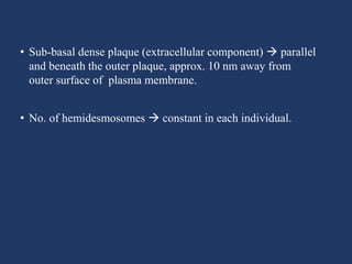 • Sub-basal dense plaque (extracellular component)  parallel
and beneath the outer plaque, approx. 10 nm away from
outer surface of plasma membrane.
• No. of hemidesmosomes  constant in each individual.
 