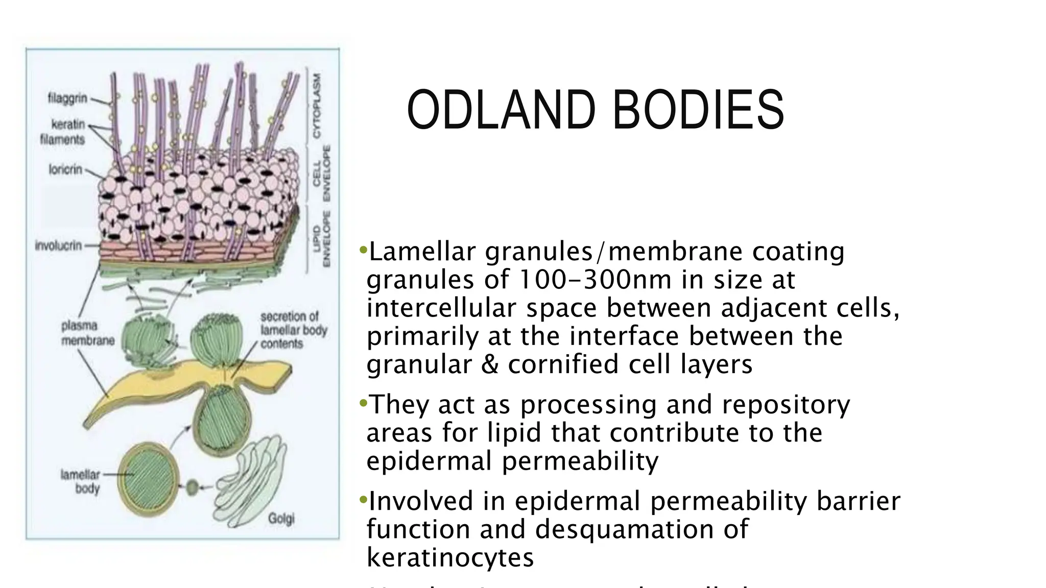 ODLAND BODIES
•Lamellar granules/membrane coating
granules of 100-300nm in size at
intercellular space between adjacent cells,
primarily at the interface between the
granular & cornified cell layers
•They act as processing and repository
areas for lipid that contribute to the
epidermal permeability
•Involved in epidermal permeability barrier
function and desquamation of
keratinocytes
 