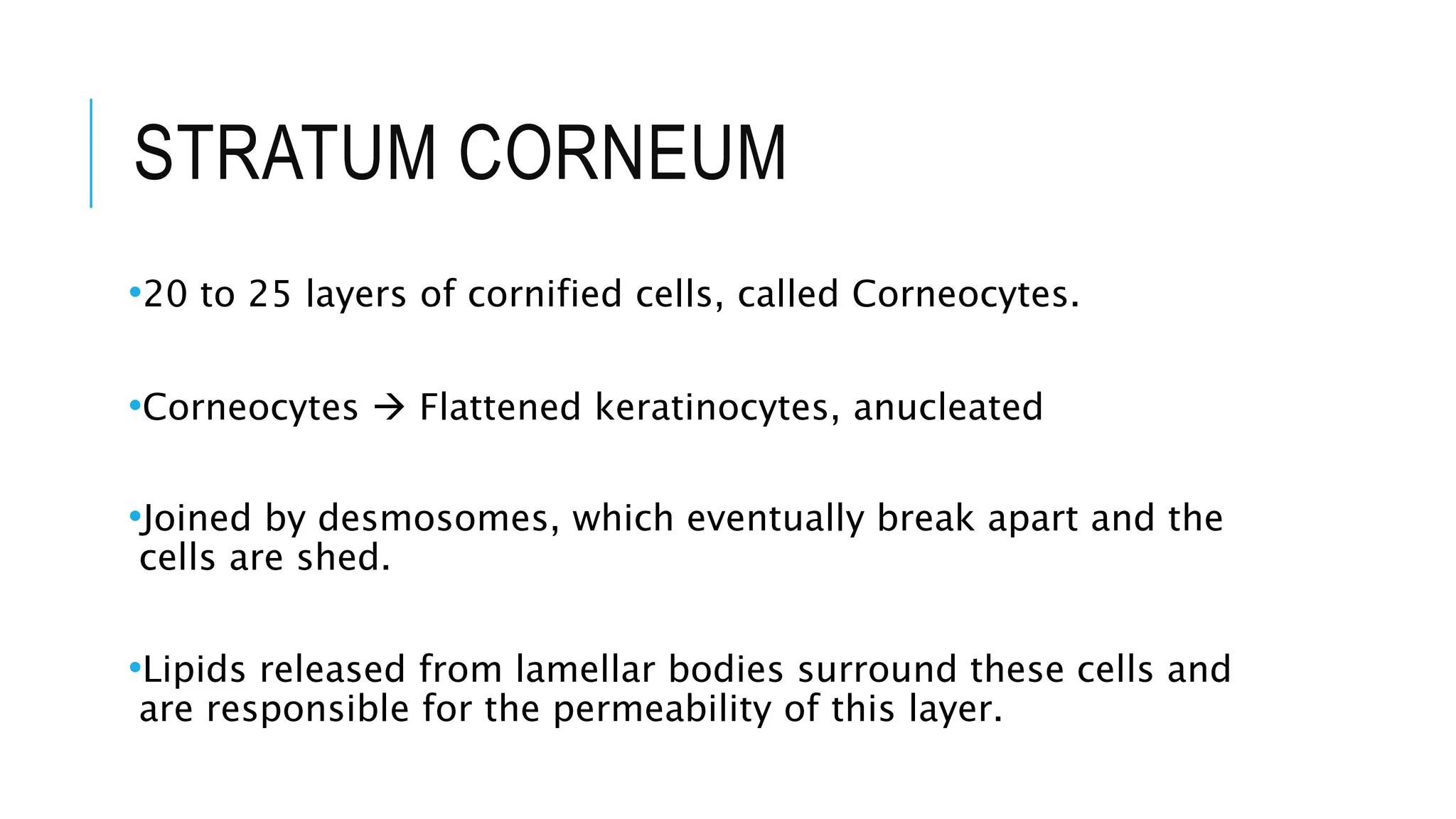 STRATUM CORNEUM
•20 to 25 layers of cornified cells, called Corneocytes.
•Corneocytes  Flattened keratinocytes, anucleated
•Joined by desmosomes, which eventually break apart and the
cells are shed.
•Lipids released from lamellar bodies surround these cells and
are responsible for the permeability of this layer.
 