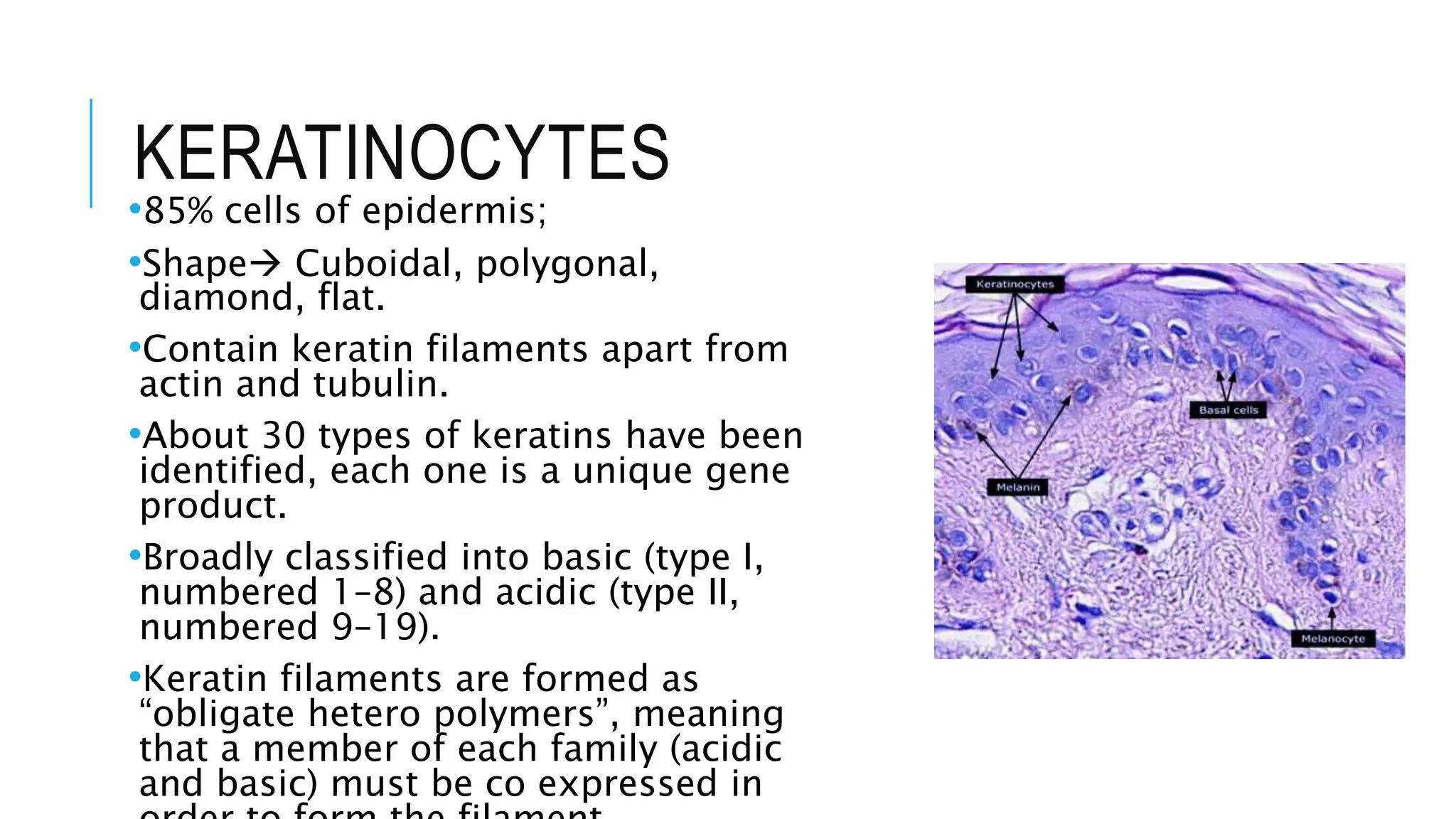 KERATINOCYTES
•85% cells of epidermis;
•Shape Cuboidal, polygonal,
diamond, flat.
•Contain keratin filaments apart from
actin and tubulin.
•About 30 types of keratins have been
identified, each one is a unique gene
product.
•Broadly classified into basic (type I,
numbered 1–8) and acidic (type II,
numbered 9–19).
•Keratin filaments are formed as
“obligate hetero polymers”, meaning
that a member of each family (acidic
and basic) must be co expressed in
 