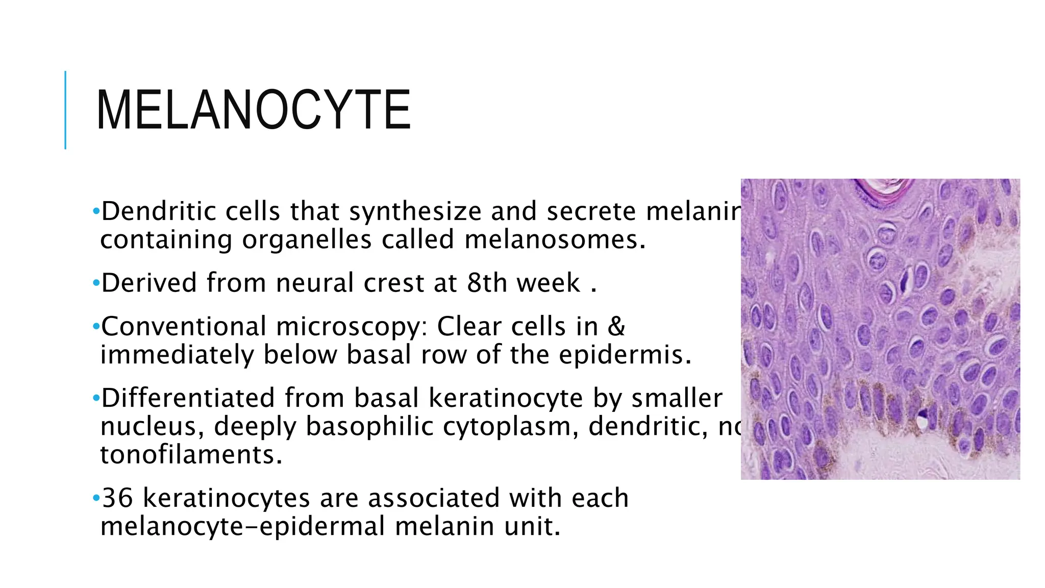 MELANOCYTE
•Dendritic cells that synthesize and secrete melanin-
containing organelles called melanosomes.
•Derived from neural crest at 8th week .
•Conventional microscopy: Clear cells in &
immediately below basal row of the epidermis.
•Differentiated from basal keratinocyte by smaller
nucleus, deeply basophilic cytoplasm, dendritic, no
tonofilaments.
•36 keratinocytes are associated with each
melanocyte-epidermal melanin unit.
 