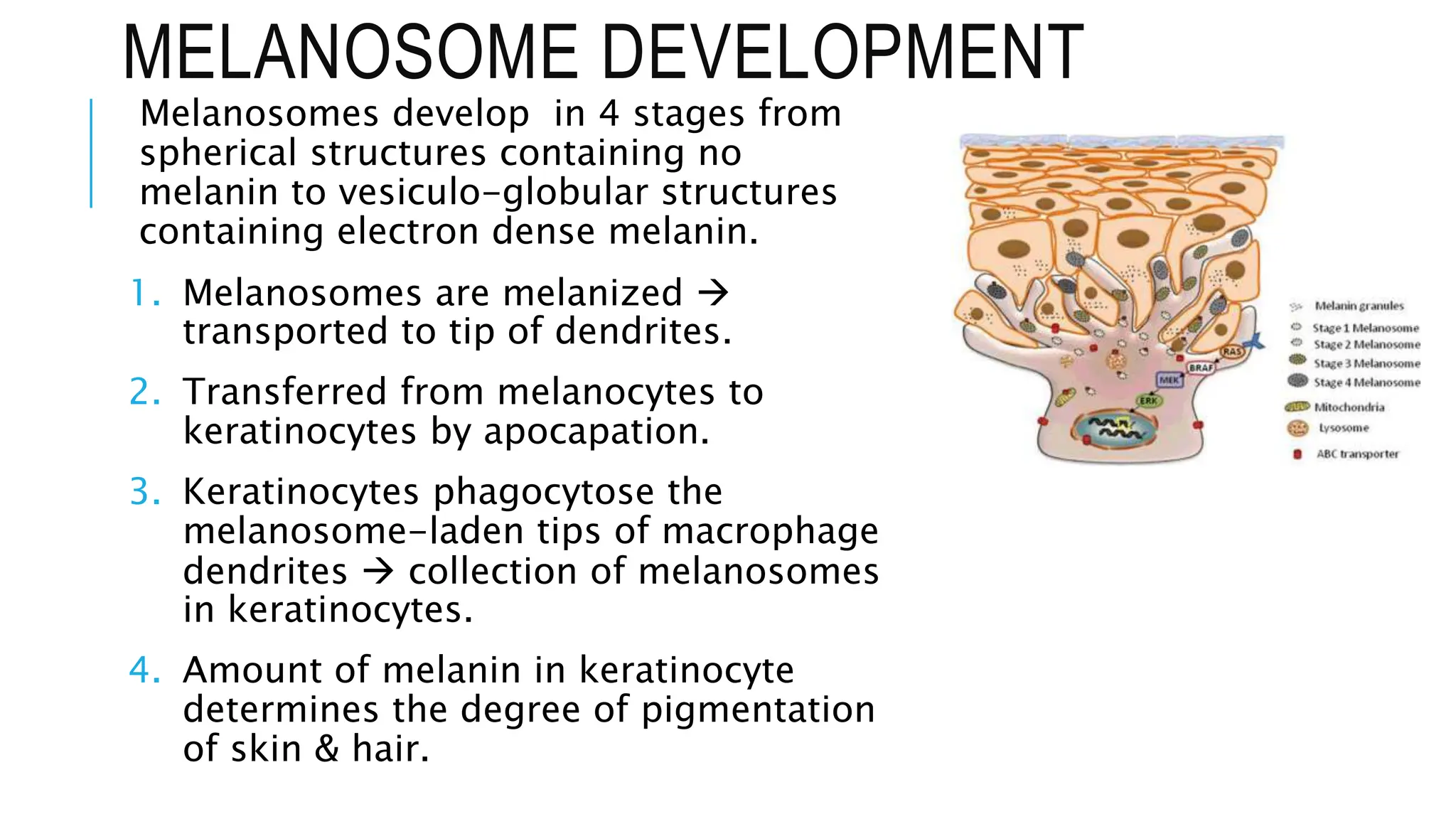 MELANOSOME DEVELOPMENT
Melanosomes develop in 4 stages from
spherical structures containing no
melanin to vesiculo-globular structures
containing electron dense melanin.
1. Melanosomes are melanized 
transported to tip of dendrites.
2. Transferred from melanocytes to
keratinocytes by apocapation.
3. Keratinocytes phagocytose the
melanosome-laden tips of macrophage
dendrites  collection of melanosomes
in keratinocytes.
4. Amount of melanin in keratinocyte
determines the degree of pigmentation
of skin & hair.
 