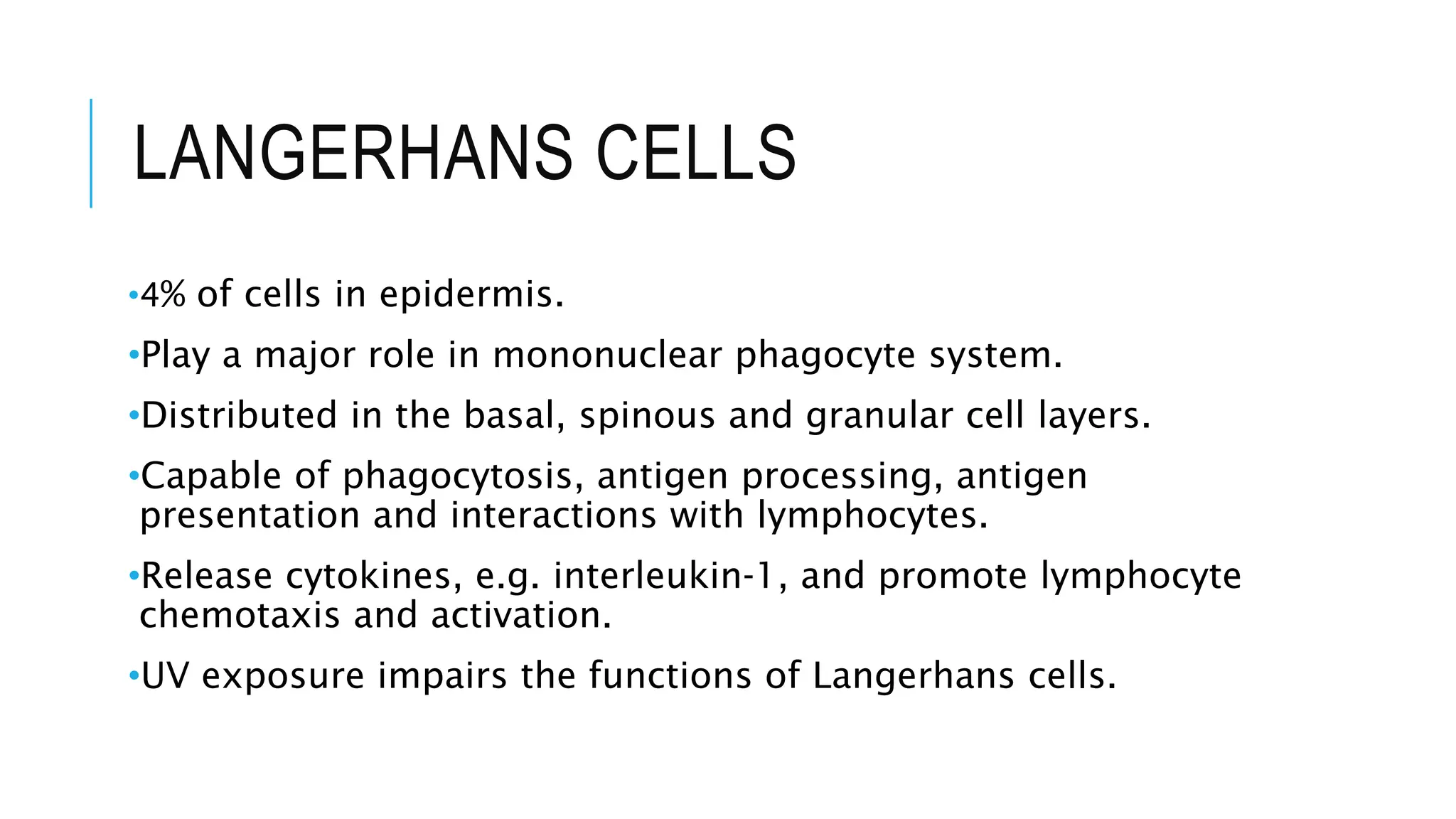 LANGERHANS CELLS
•4% of cells in epidermis.
•Play a major role in mononuclear phagocyte system.
•Distributed in the basal, spinous and granular cell layers.
•Capable of phagocytosis, antigen processing, antigen
presentation and interactions with lymphocytes.
•Release cytokines, e.g. interleukin‐1, and promote lymphocyte
chemotaxis and activation.
•UV exposure impairs the functions of Langerhans cells.
 
