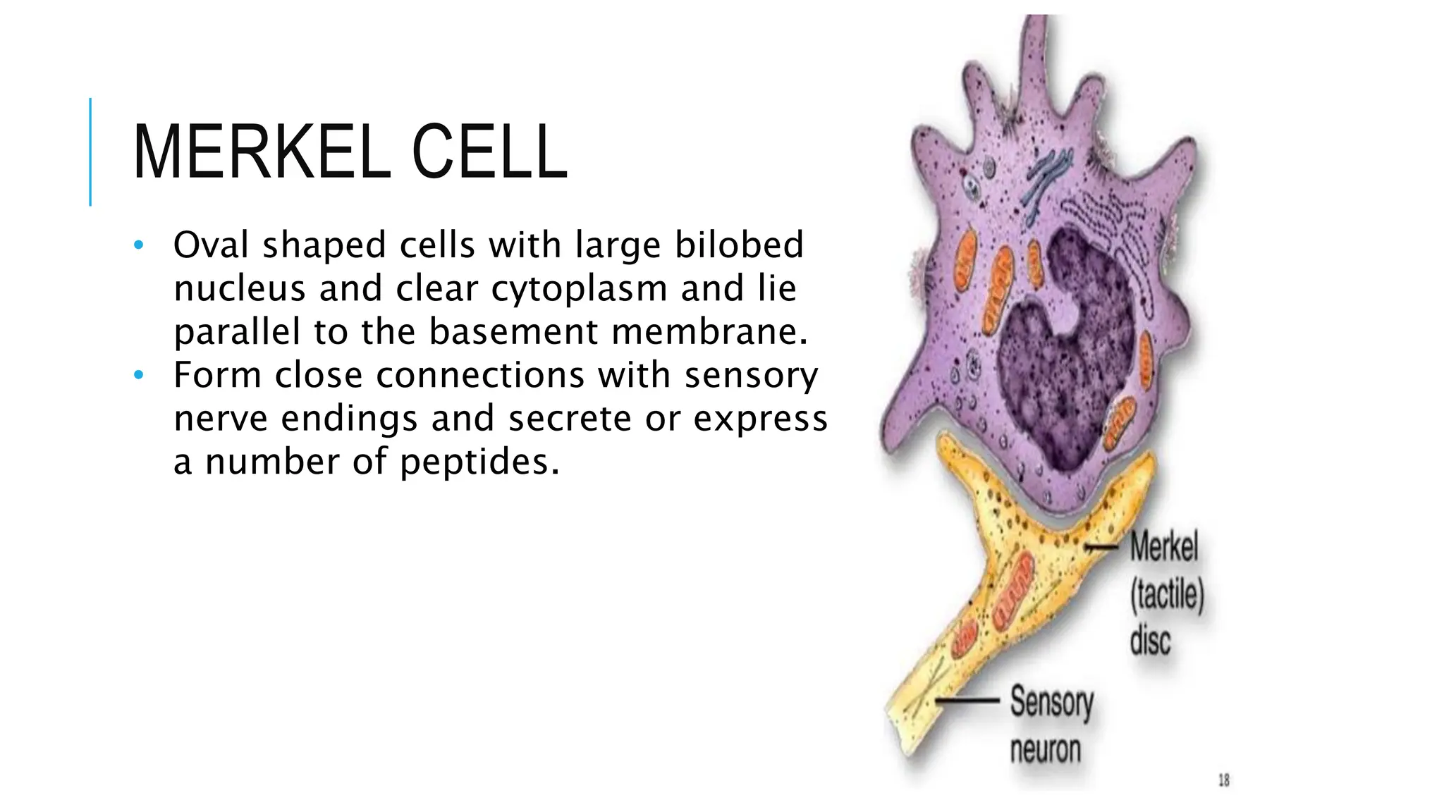 MERKEL CELL
• Oval shaped cells with large bilobed
nucleus and clear cytoplasm and lie
parallel to the basement membrane.
• Form close connections with sensory
nerve endings and secrete or express
a number of peptides.
 