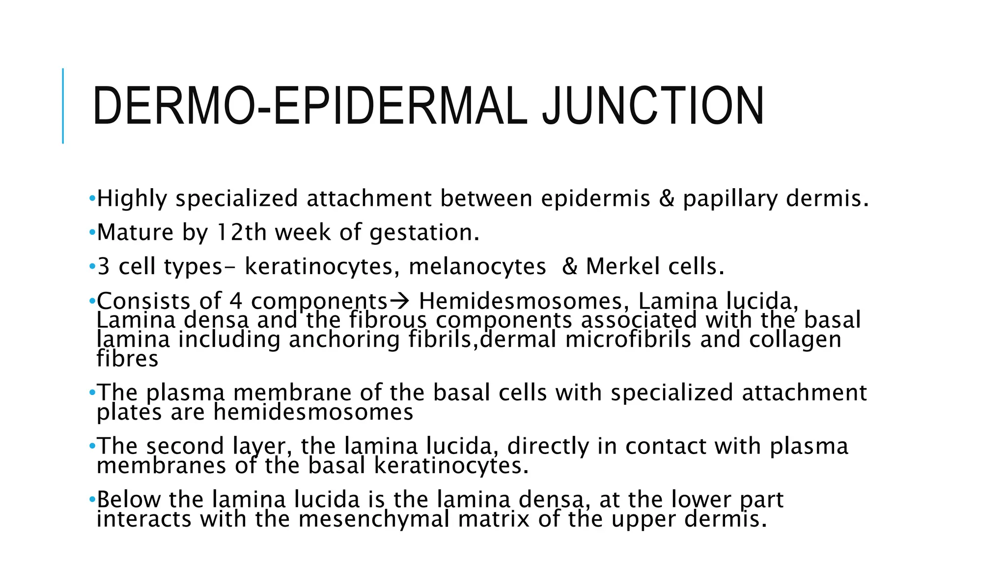 DERMO-EPIDERMAL JUNCTION
•Highly specialized attachment between epidermis & papillary dermis.
•Mature by 12th week of gestation.
•3 cell types- keratinocytes, melanocytes & Merkel cells.
•Consists of 4 components Hemidesmosomes, Lamina lucida,
Lamina densa and the fibrous components associated with the basal
lamina including anchoring fibrils,dermal microfibrils and collagen
fibres
•The plasma membrane of the basal cells with specialized attachment
plates are hemidesmosomes
•The second layer, the lamina lucida, directly in contact with plasma
membranes of the basal keratinocytes.
•Below the lamina lucida is the lamina densa, at the lower part
interacts with the mesenchymal matrix of the upper dermis.
 