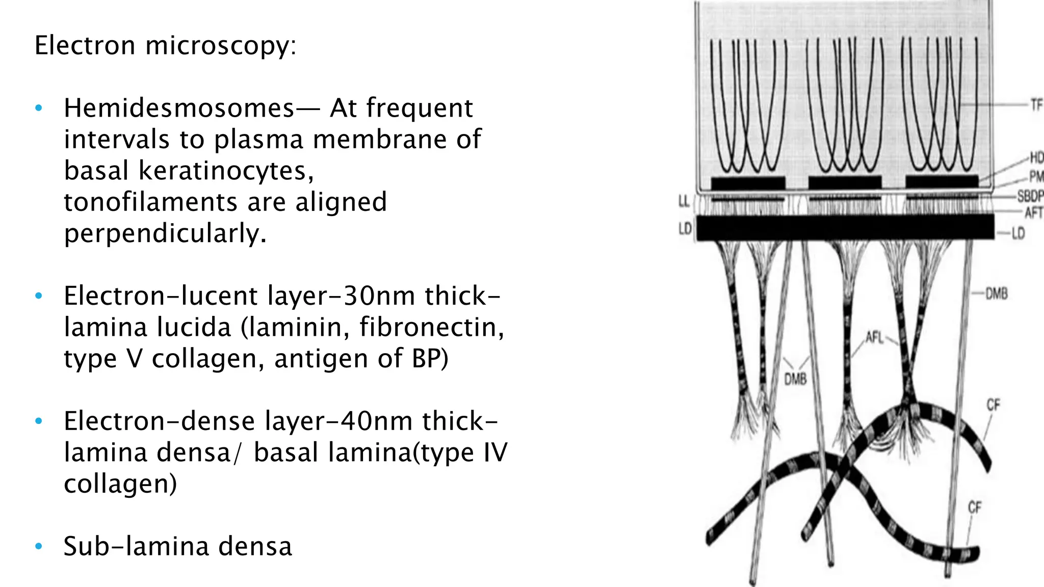 Electron microscopy:
• Hemidesmosomes— At frequent
intervals to plasma membrane of
basal keratinocytes,
tonofilaments are aligned
perpendicularly.
• Electron-lucent layer-30nm thick-
lamina lucida (laminin, fibronectin,
type V collagen, antigen of BP)
• Electron-dense layer-40nm thick-
lamina densa/ basal lamina(type IV
collagen)
• Sub-lamina densa
 