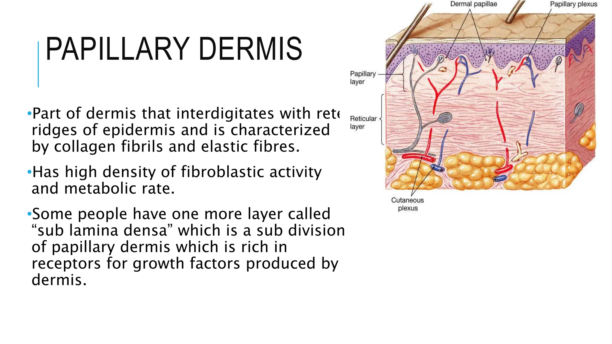PAPILLARY DERMIS
•Part of dermis that interdigitates with rete
ridges of epidermis and is characterized
by collagen fibrils and elastic fibres.
•Has high density of fibroblastic activity
and metabolic rate.
•Some people have one more layer called
“sub lamina densa” which is a sub division
of papillary dermis which is rich in
receptors for growth factors produced by
dermis.
 