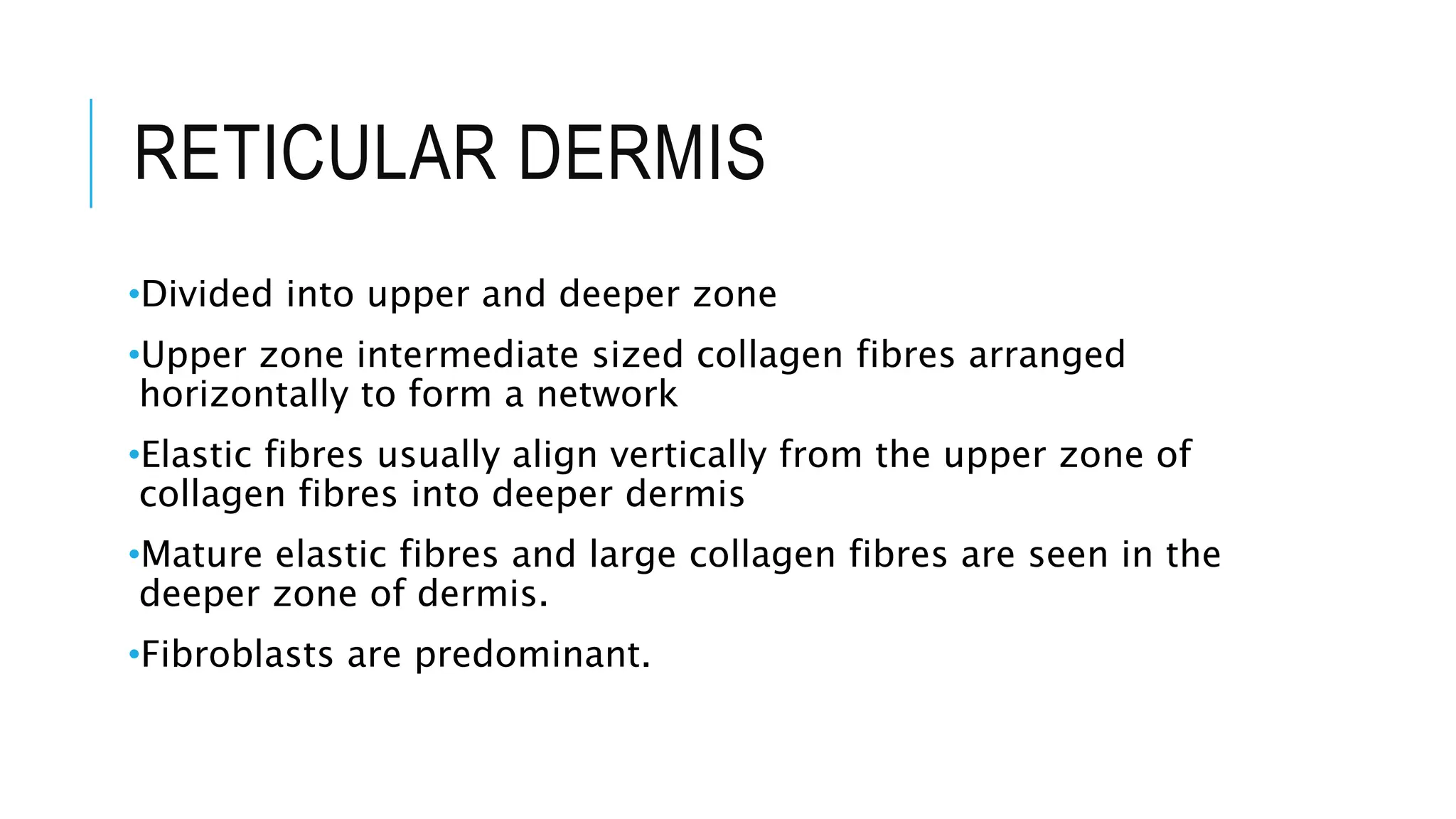 RETICULAR DERMIS
•Divided into upper and deeper zone
•Upper zone intermediate sized collagen fibres arranged
horizontally to form a network
•Elastic fibres usually align vertically from the upper zone of
collagen fibres into deeper dermis
•Mature elastic fibres and large collagen fibres are seen in the
deeper zone of dermis.
•Fibroblasts are predominant.
 