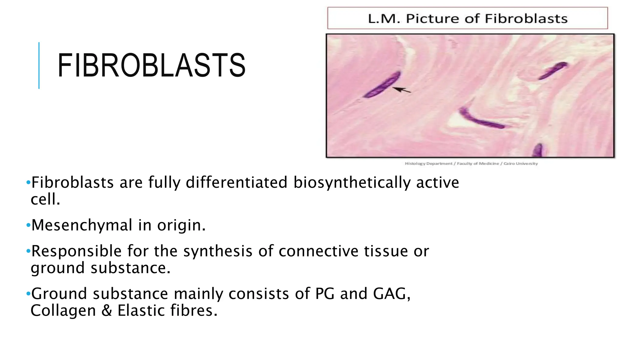 FIBROBLASTS
•Fibroblasts are fully differentiated biosynthetically active
cell.
•Mesenchymal in origin.
•Responsible for the synthesis of connective tissue or
ground substance.
•Ground substance mainly consists of PG and GAG,
Collagen & Elastic fibres.
 
