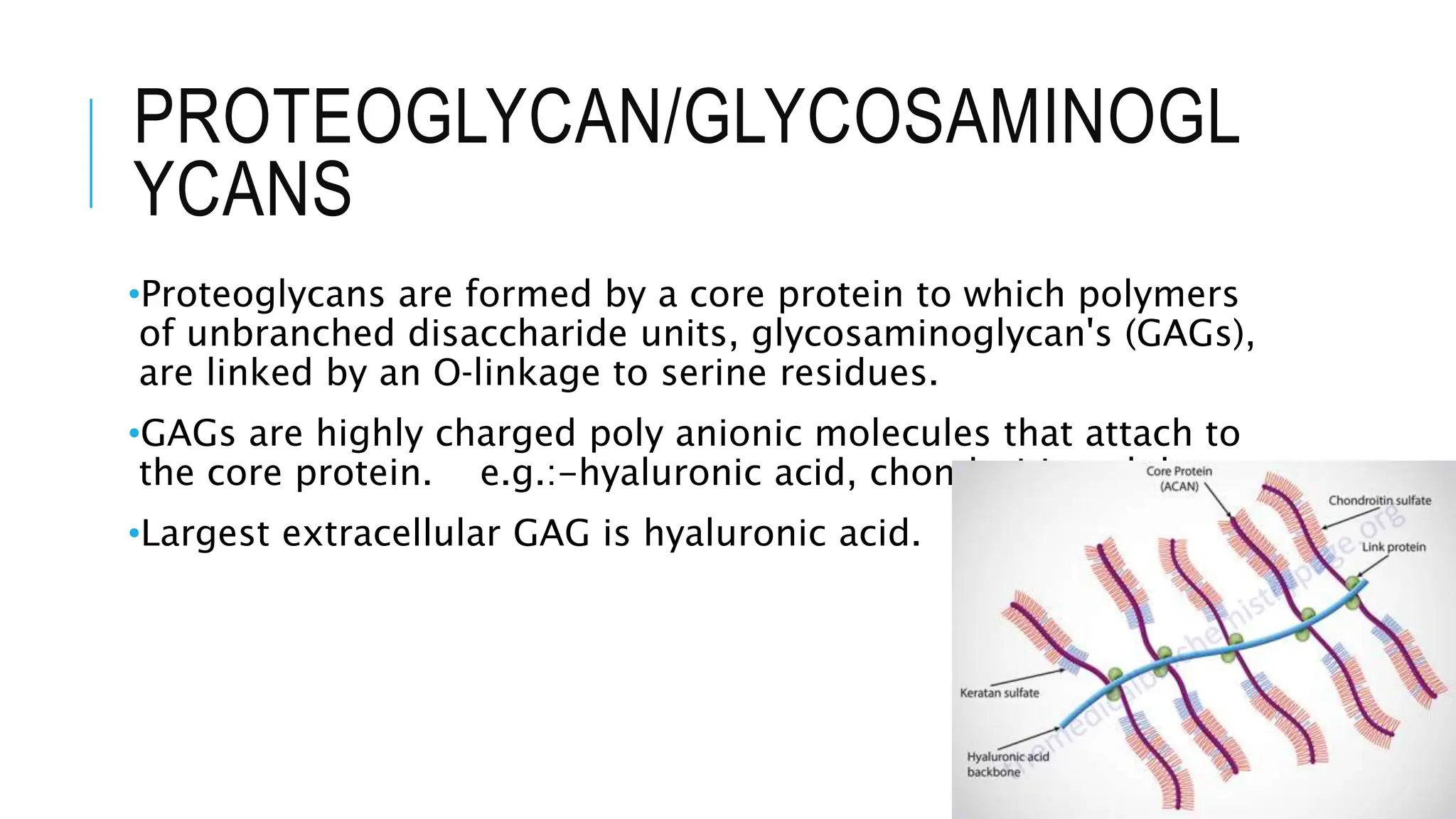PROTEOGLYCAN/GLYCOSAMINOGL
YCANS
•Proteoglycans are formed by a core protein to which polymers
of unbranched disaccharide units, glycosaminoglycan's (GAGs),
are linked by an O‐linkage to serine residues.
•GAGs are highly charged poly anionic molecules that attach to
the core protein. e.g.:-hyaluronic acid, chondroitin sulphate.
•Largest extracellular GAG is hyaluronic acid.
 