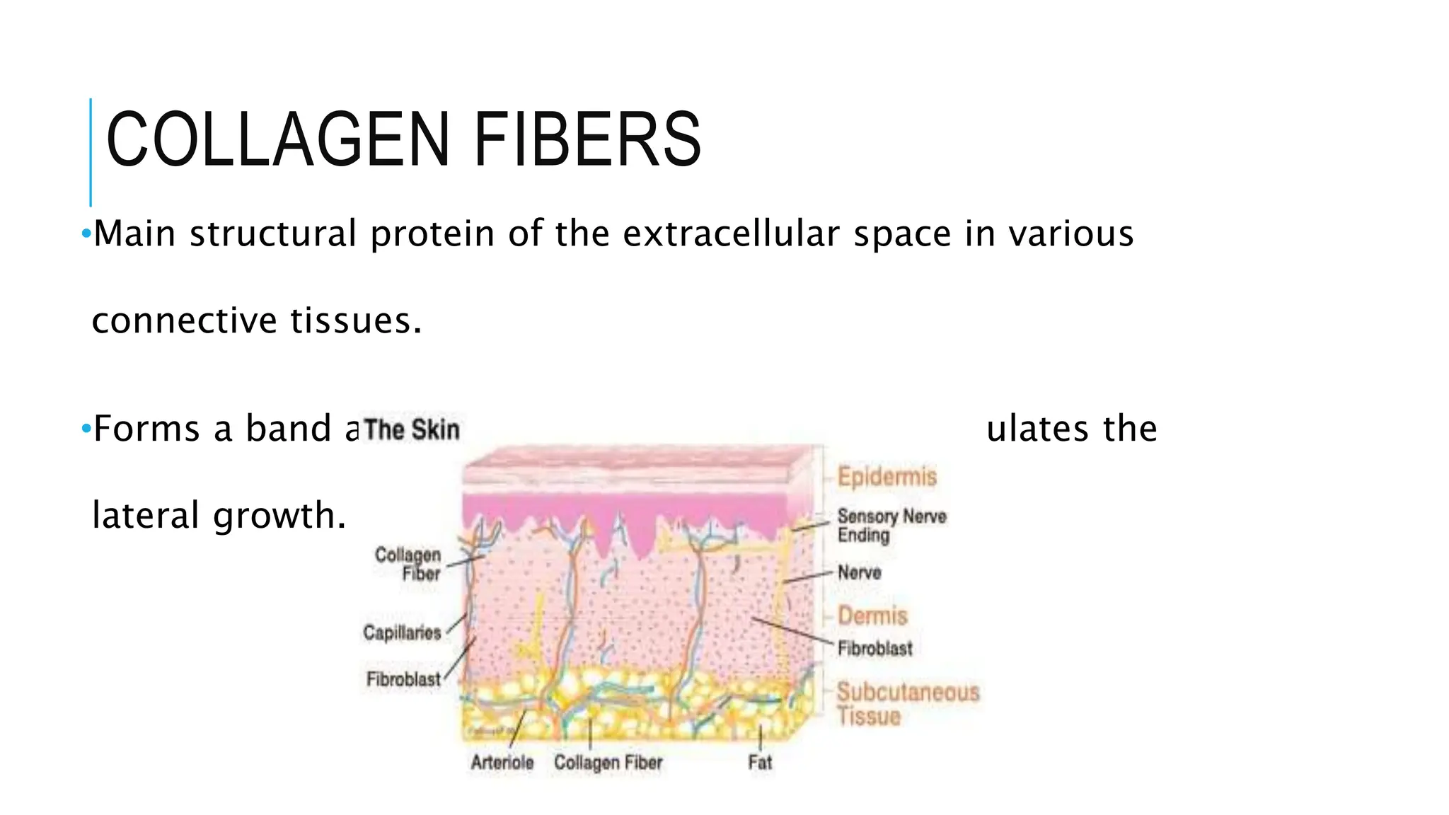 COLLAGEN FIBERS
•Main structural protein of the extracellular space in various
connective tissues.
•Forms a band around large collagen fibres and regulates the
lateral growth.
 