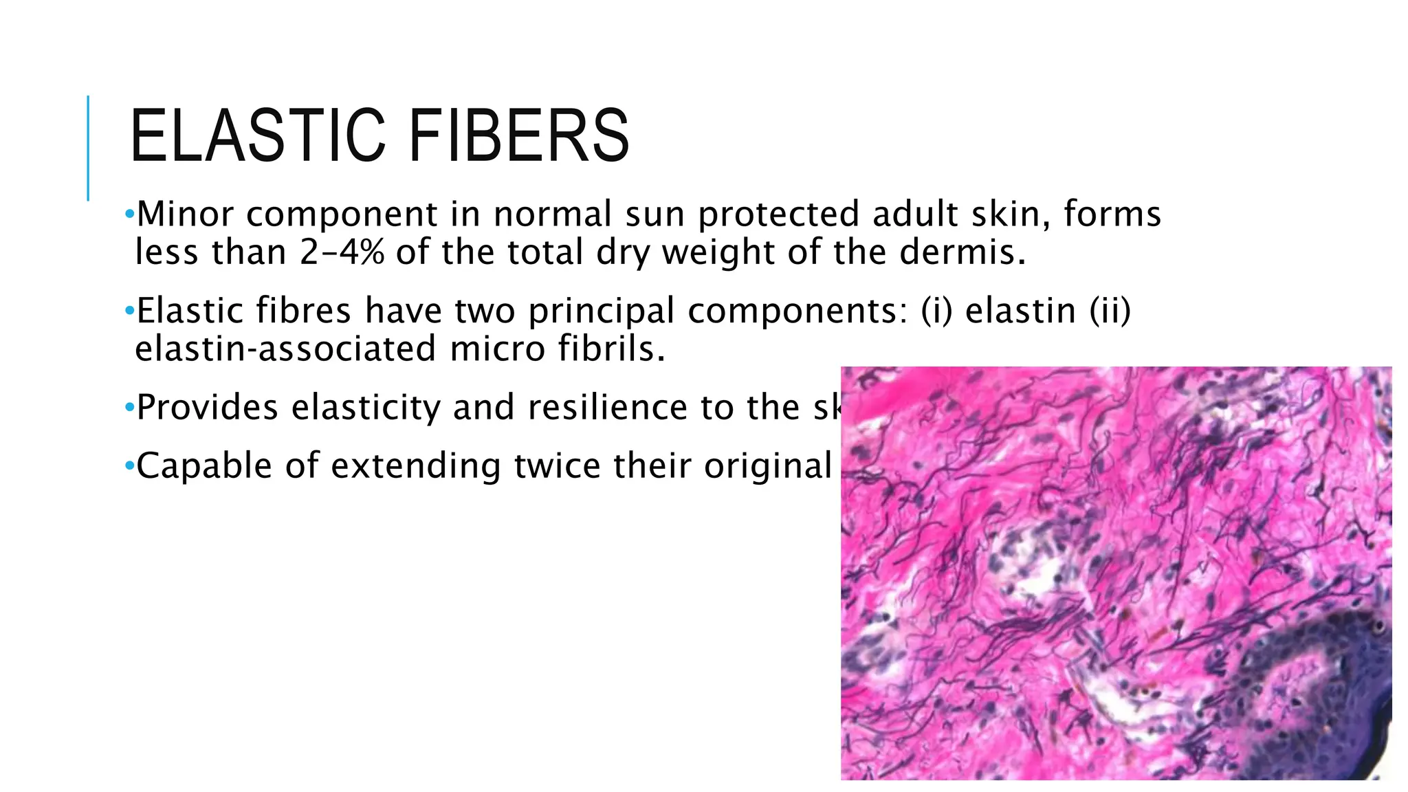 ELASTIC FIBERS
•Minor component in normal sun protected adult skin, forms
less than 2–4% of the total dry weight of the dermis.
•Elastic fibres have two principal components: (i) elastin (ii)
elastin‐associated micro fibrils.
•Provides elasticity and resilience to the skin.
•Capable of extending twice their original length.
 