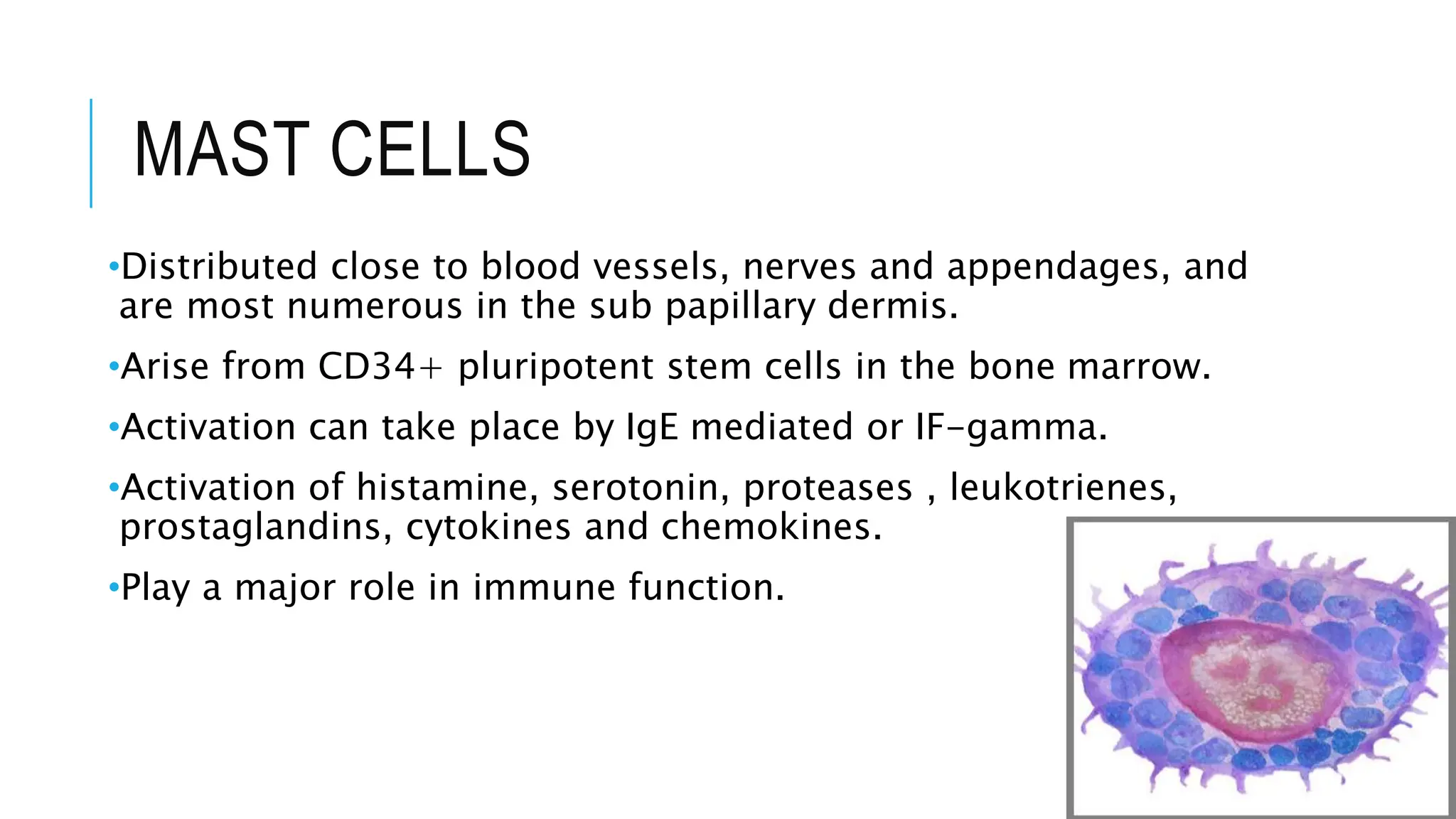 MAST CELLS
•Distributed close to blood vessels, nerves and appendages, and
are most numerous in the sub papillary dermis.
•Arise from CD34+ pluripotent stem cells in the bone marrow.
•Activation can take place by IgE mediated or IF-gamma.
•Activation of histamine, serotonin, proteases , leukotrienes,
prostaglandins, cytokines and chemokines.
•Play a major role in immune function.
 