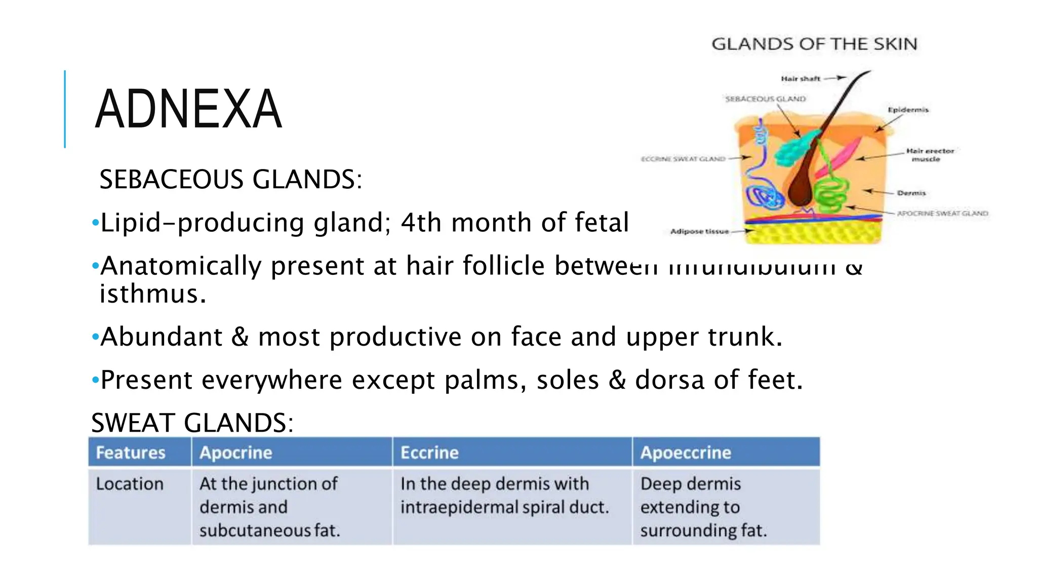 ADNEXA
SEBACEOUS GLANDS:
•Lipid-producing gland; 4th month of fetal life.
•Anatomically present at hair follicle between infundibulum &
isthmus.
•Abundant & most productive on face and upper trunk.
•Present everywhere except palms, soles & dorsa of feet.
SWEAT GLANDS:
 