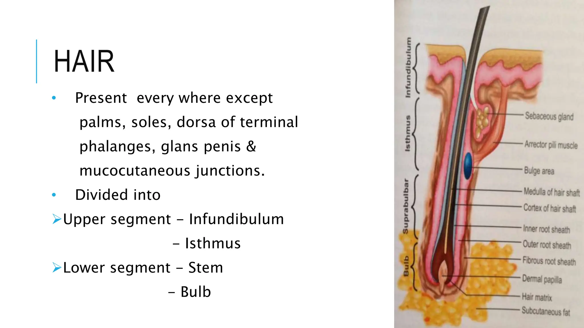 HAIR
• Present every where except
palms, soles, dorsa of terminal
phalanges, glans penis &
mucocutaneous junctions.
• Divided into
Upper segment - Infundibulum
- Isthmus
Lower segment - Stem
- Bulb
 