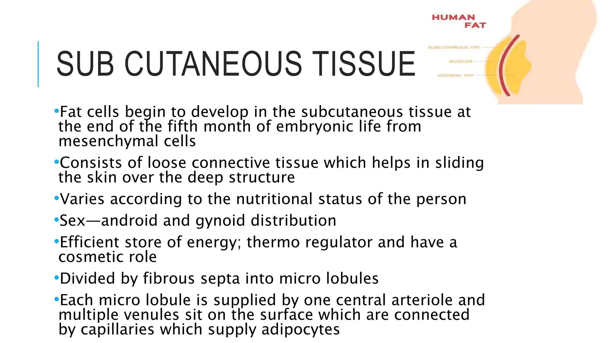 SUB CUTANEOUS TISSUE
•Fat cells begin to develop in the subcutaneous tissue at
the end of the fifth month of embryonic life from
mesenchymal cells
•Consists of loose connective tissue which helps in sliding
the skin over the deep structure
•Varies according to the nutritional status of the person
•Sex—android and gynoid distribution
•Efficient store of energy; thermo regulator and have a
cosmetic role
•Divided by fibrous septa into micro lobules
•Each micro lobule is supplied by one central arteriole and
multiple venules sit on the surface which are connected
by capillaries which supply adipocytes
 