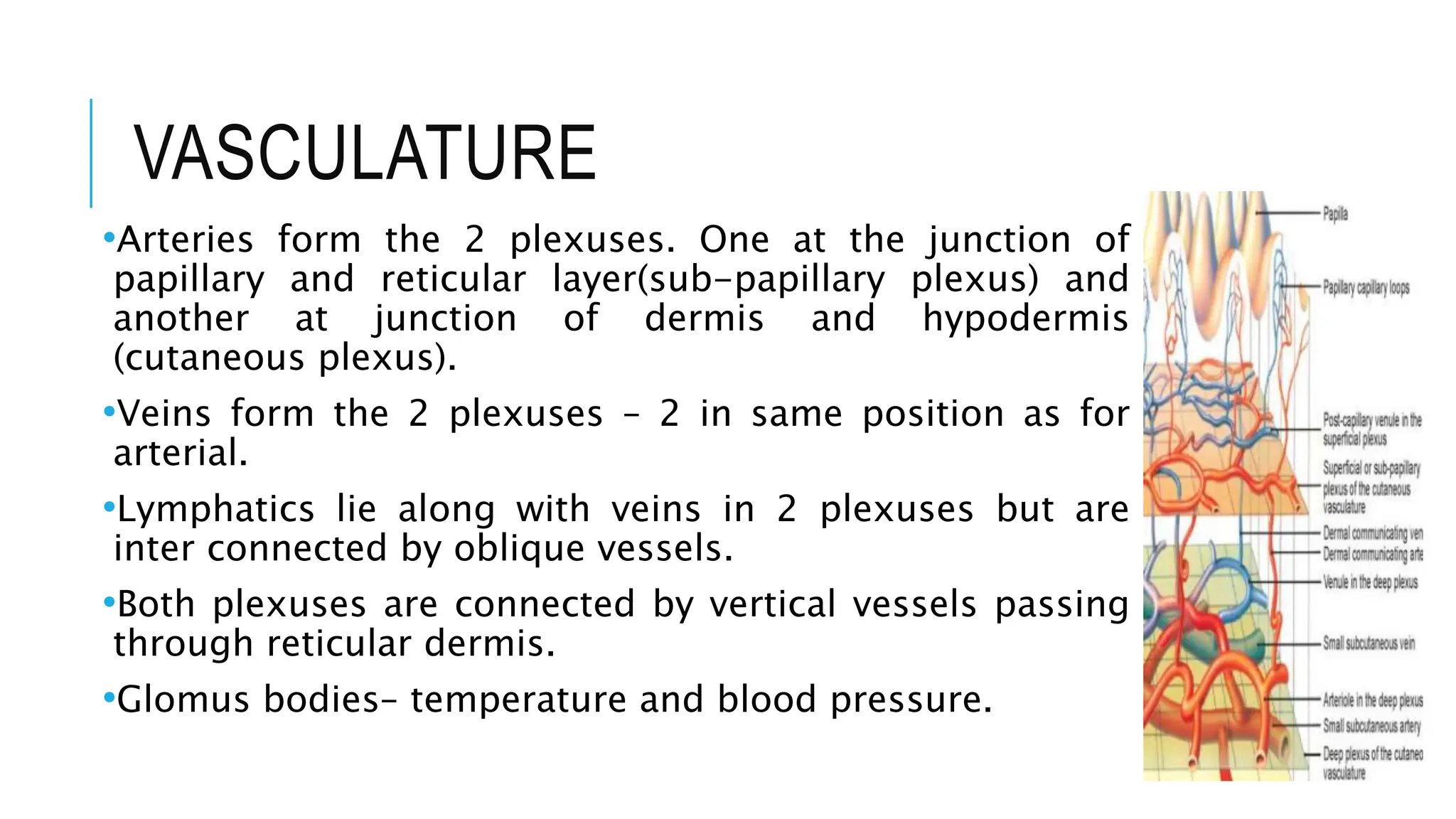 VASCULATURE
•Arteries form the 2 plexuses. One at the junction of
papillary and reticular layer(sub-papillary plexus) and
another at junction of dermis and hypodermis
(cutaneous plexus).
•Veins form the 2 plexuses – 2 in same position as for
arterial.
•Lymphatics lie along with veins in 2 plexuses but are
inter connected by oblique vessels.
•Both plexuses are connected by vertical vessels passing
through reticular dermis.
•Glomus bodies– temperature and blood pressure.
 