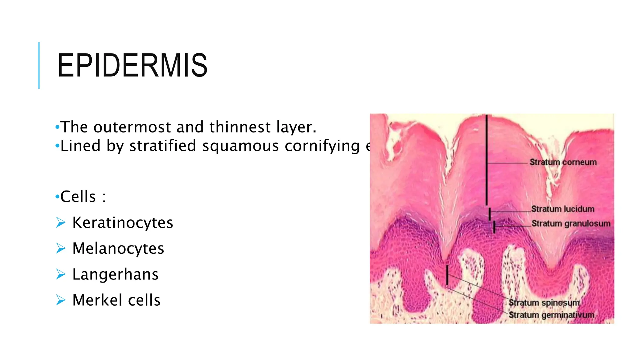 EPIDERMIS
•The outermost and thinnest layer.
•Lined by stratified squamous cornifying epithelium.
•Cells :
 Keratinocytes
 Melanocytes
 Langerhans
 Merkel cells
 