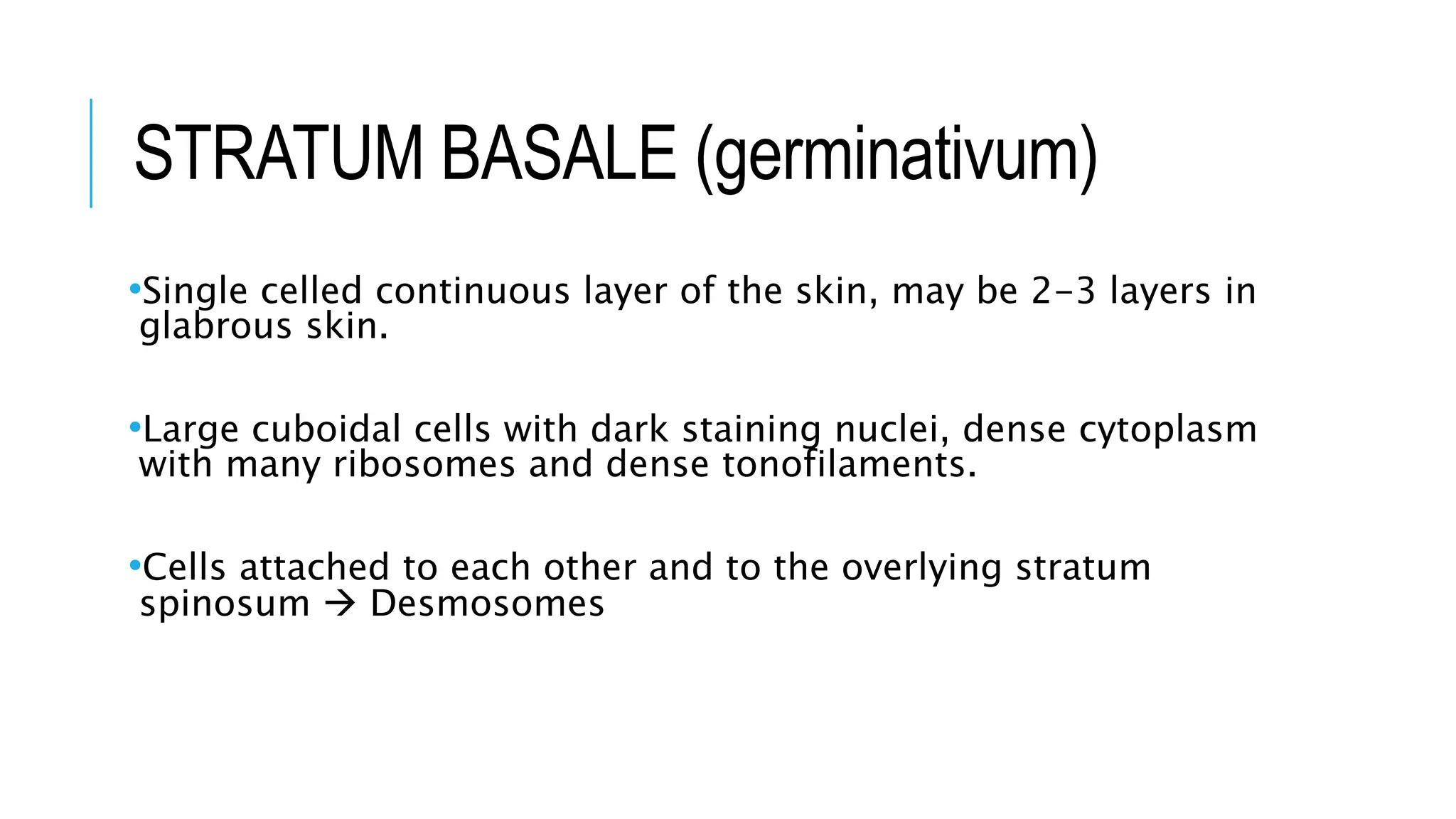 STRATUM BASALE (germinativum)
•Single celled continuous layer of the skin, may be 2-3 layers in
glabrous skin.
•Large cuboidal cells with dark staining nuclei, dense cytoplasm
with many ribosomes and dense tonofilaments.
•Cells attached to each other and to the overlying stratum
spinosum  Desmosomes
 
