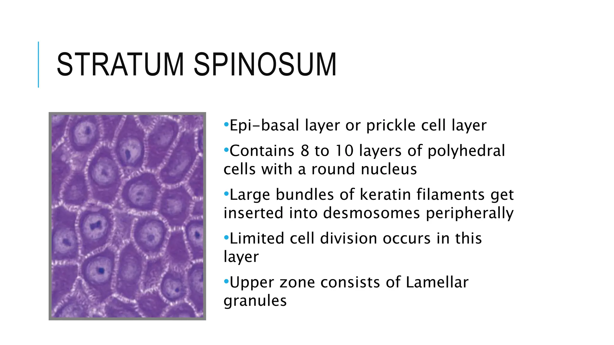 STRATUM SPINOSUM
•Epi-basal layer or prickle cell layer
•Contains 8 to 10 layers of polyhedral
cells with a round nucleus
•Large bundles of keratin filaments get
inserted into desmosomes peripherally
•Limited cell division occurs in this
layer
•Upper zone consists of Lamellar
granules
 