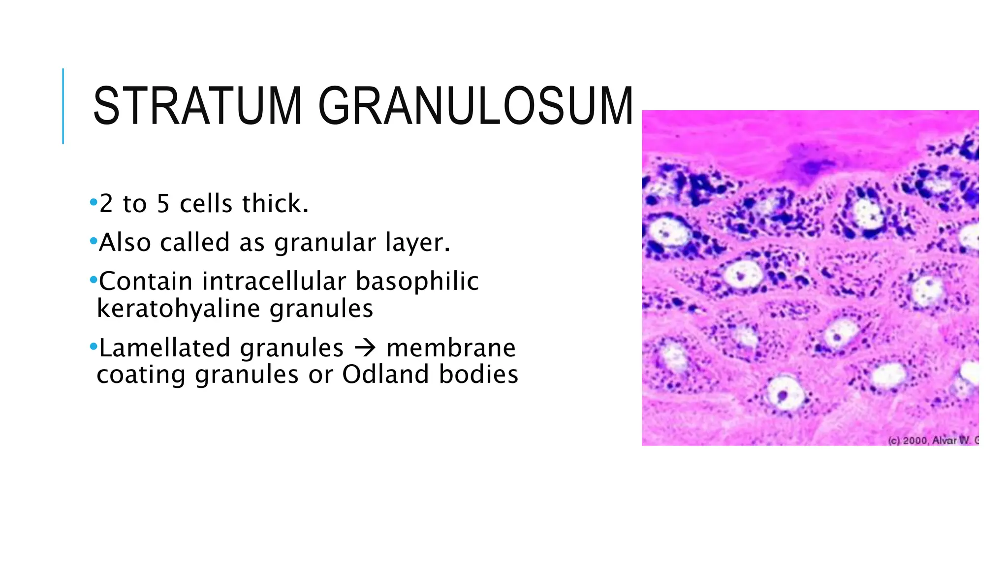 STRATUM GRANULOSUM
•2 to 5 cells thick.
•Also called as granular layer.
•Contain intracellular basophilic
keratohyaline granules
•Lamellated granules  membrane
coating granules or Odland bodies
 