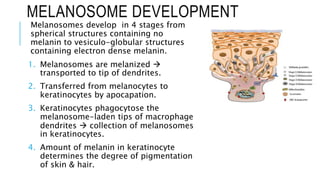 Structure and Anatomy of Skin ( Layer by Layer) | PPTX
